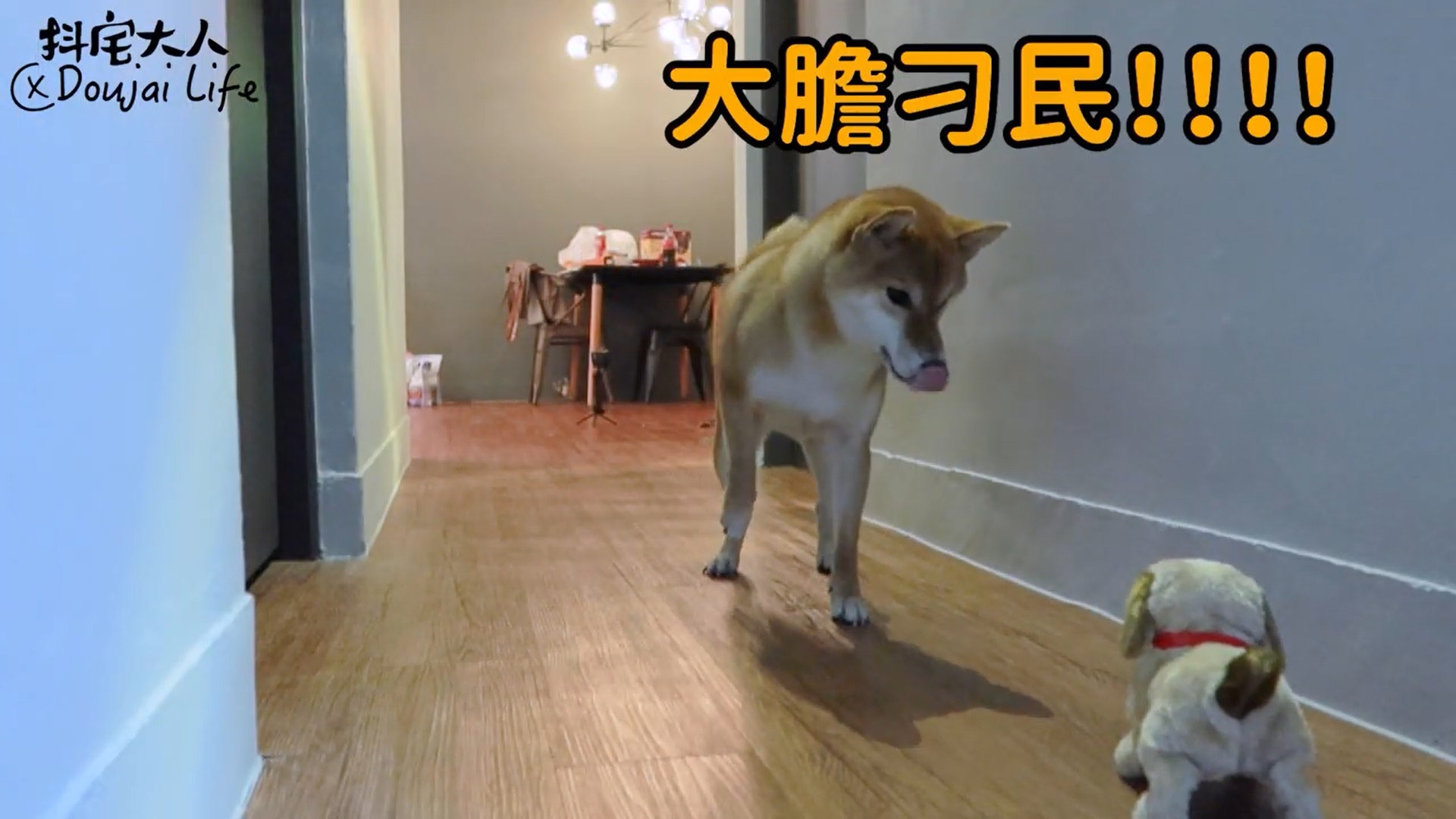 胆小柴犬遇神秘东西秒被吓跑　吓到脸歪、弹起反应笑翻网民