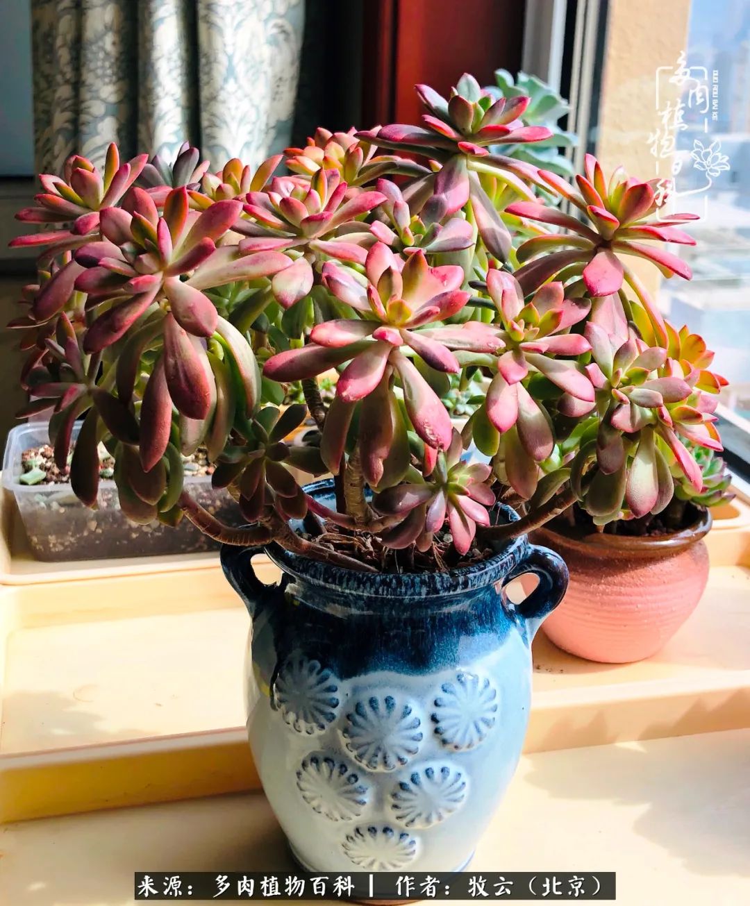 多肉植物生活,多肉生活充满诗意