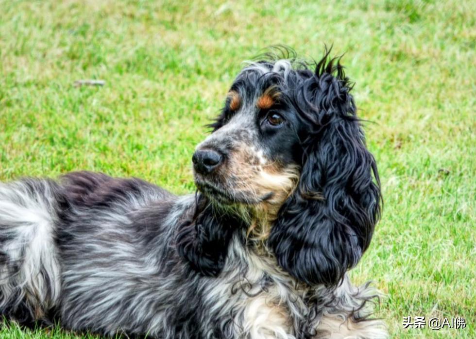 美国最受欢迎的100组小狗名字