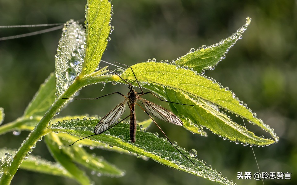 蚊子诗精选三十六首莫恨我心儿毒，只因你口儿馋