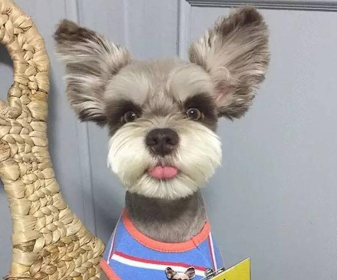 雪纳瑞犬一次吃多少狗粮,雪纳瑞成犬一顿饭吃多少