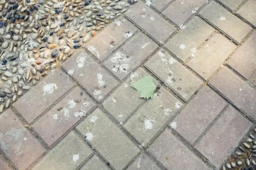 历城二中六十周年,二十年前的历城二中