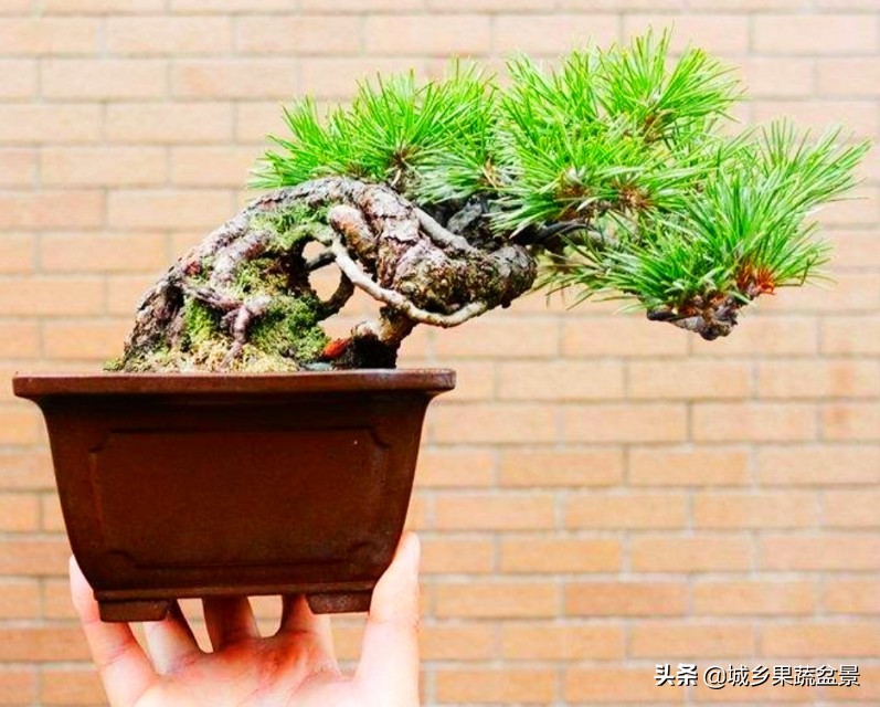 三十多年经验教你制作掌上树桩盆景，形态小巧，造型玲珑别致