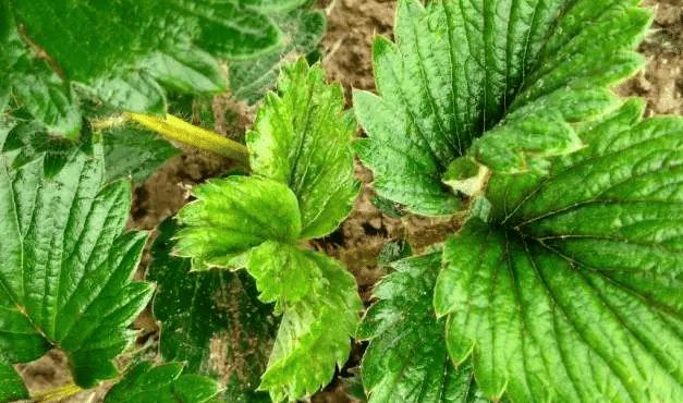 草莓红蜘蛛早上打药好还是下午好,草莓红蜘蛛怎么能彻底根除