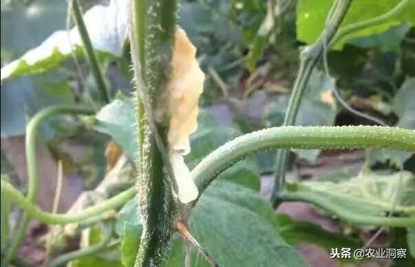 黄瓜细菌性流胶打什么药,黄瓜流胶病的具体防治技术