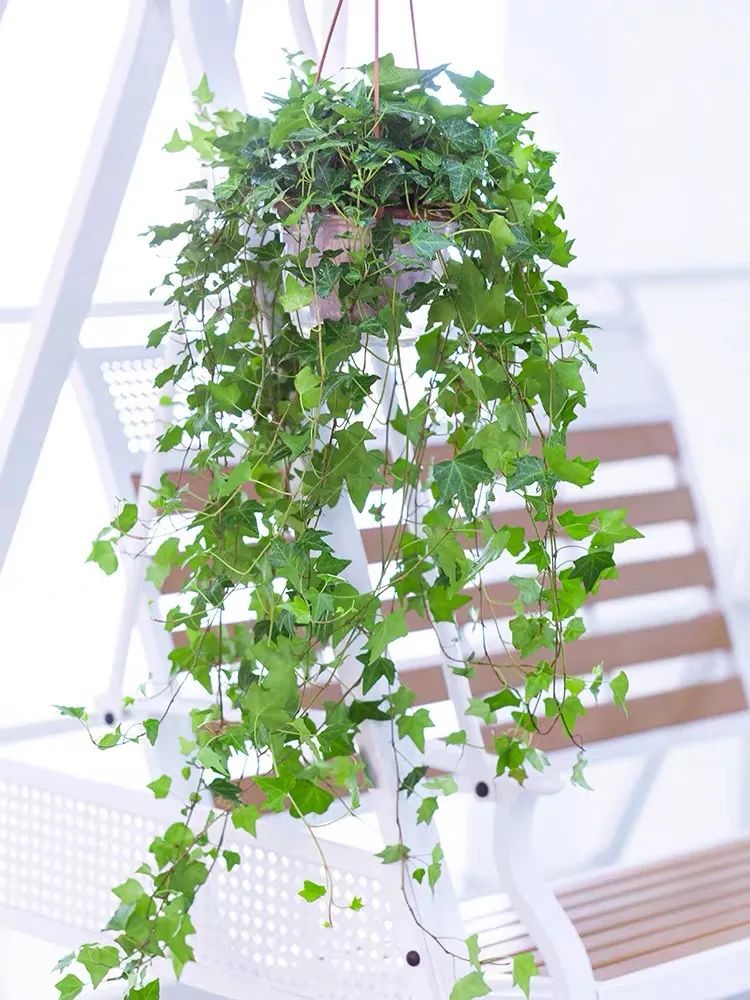 常春藤哪种适合盆栽好看,室内常春藤的养殖方法和注意事项