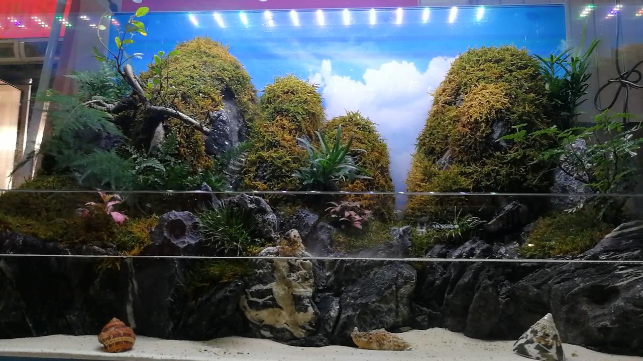 参观新开的草缸店，才开了1个月，邯郸兄弟，从玩家变老板