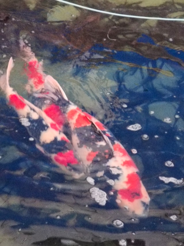 锦鲤起源与市场,锦鲤的发展趋势