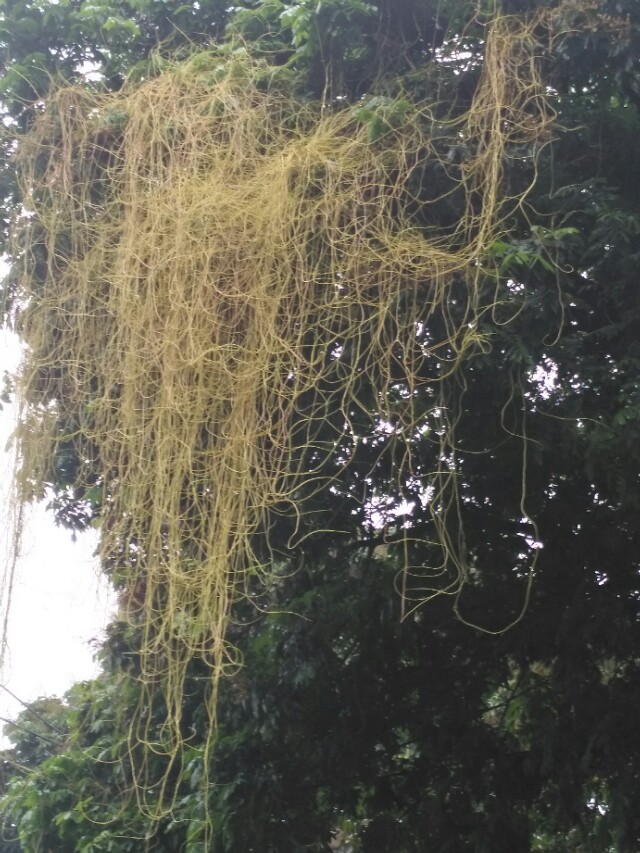 菟丝子传说故事,菟丝子的典故是什么