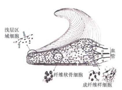 老年关节炎不能吃豆制品吗,氨基葡萄糖对膝关节软骨有用吗