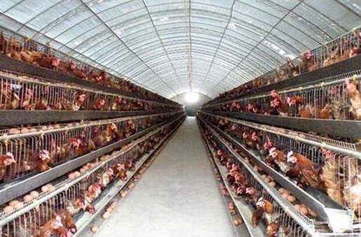 建造散养鸡场,建造大棚鸡舍