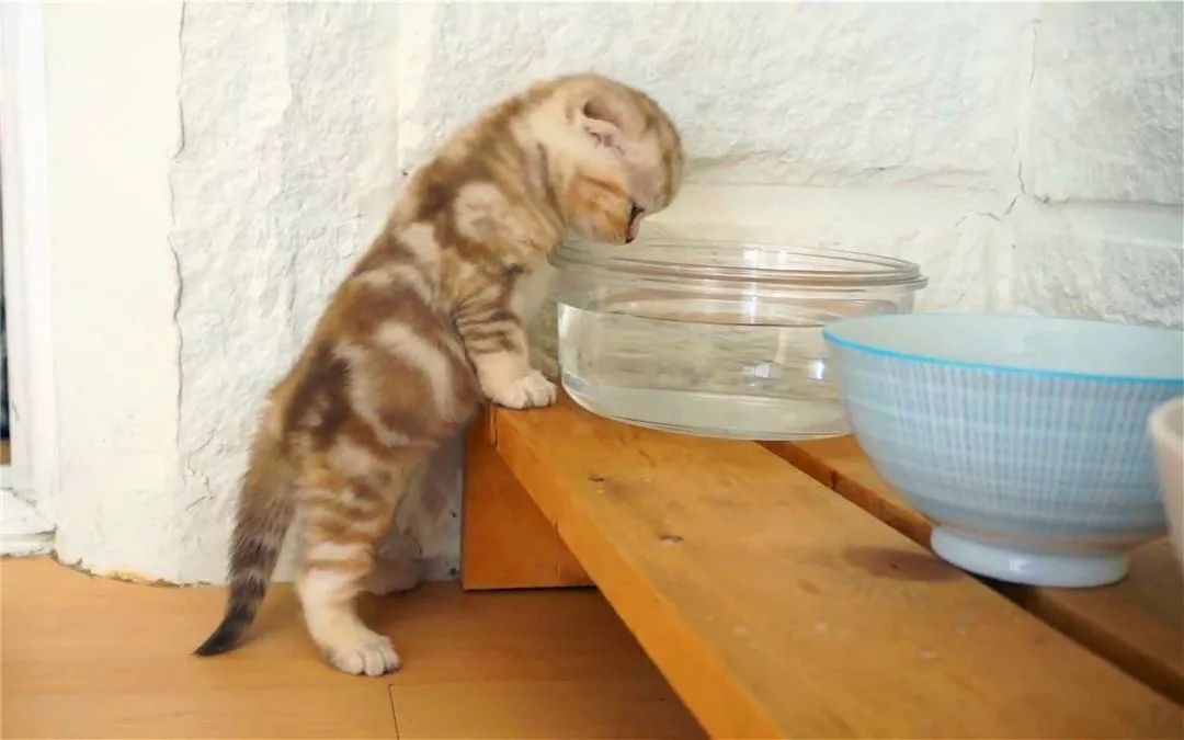 猫咪不爱喝水的小妙招,如何让猫咪变得不爱喝水