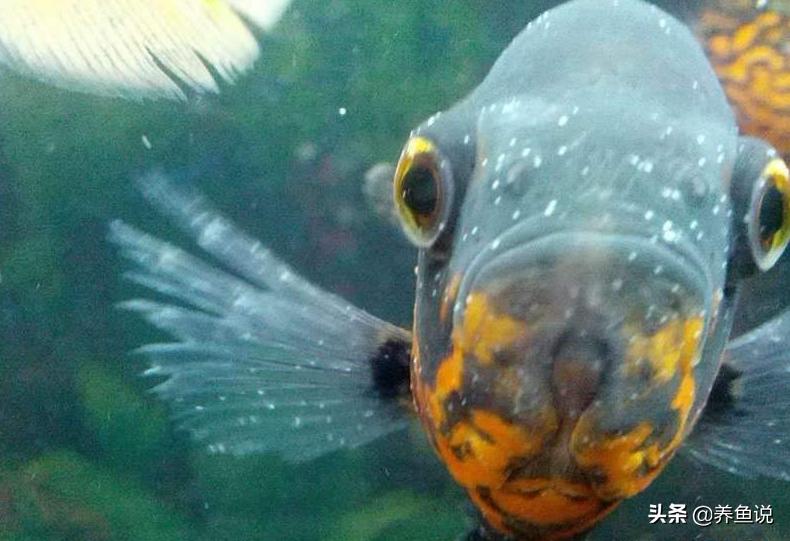 观赏鱼白点病到底用什么药治疗,观赏鱼白点病怎样预防可治