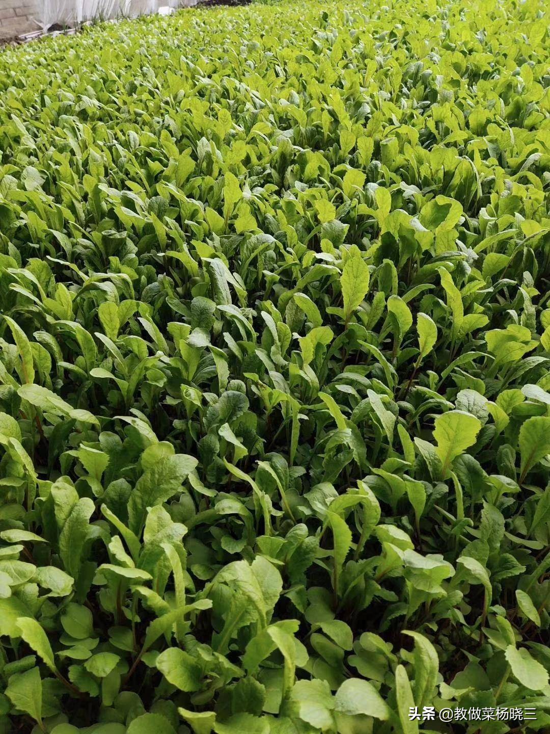 家里碳烤肉串,在家炭炉烤串