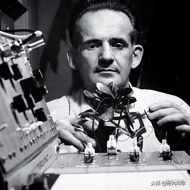 家里阳台的花,家里阳台上的绿植