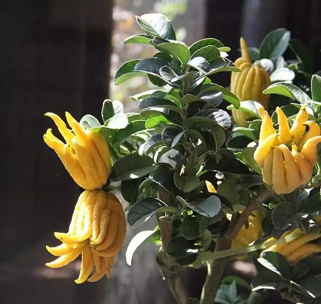 家里养佛手可以吃吗,佛手养一棵能结果吗