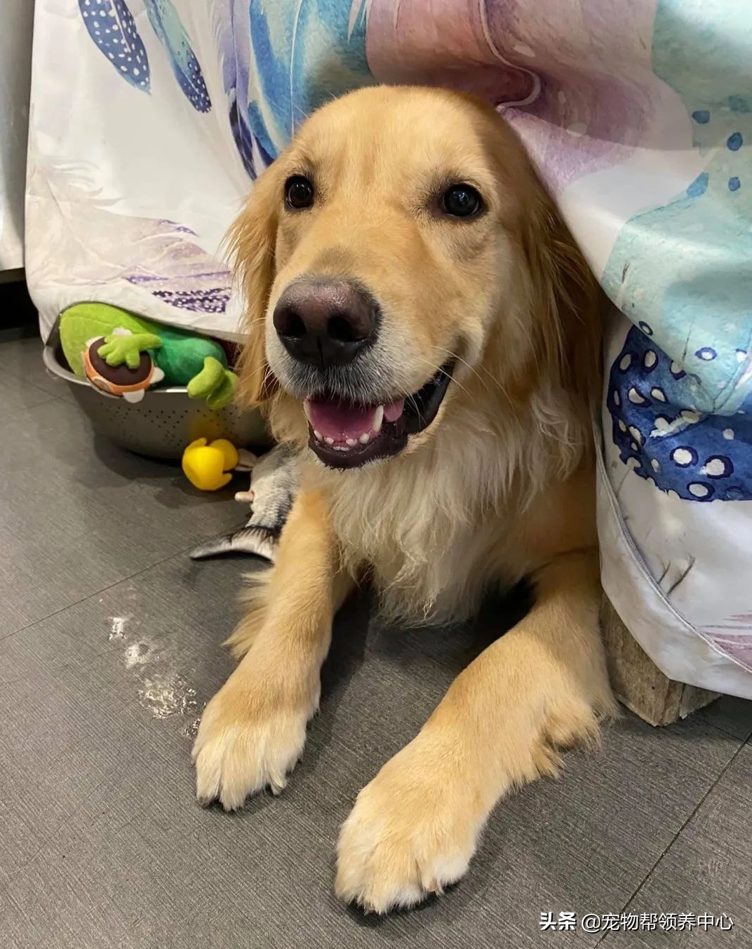 胖金毛最后减肥成功,金毛被迫减肥完整视频