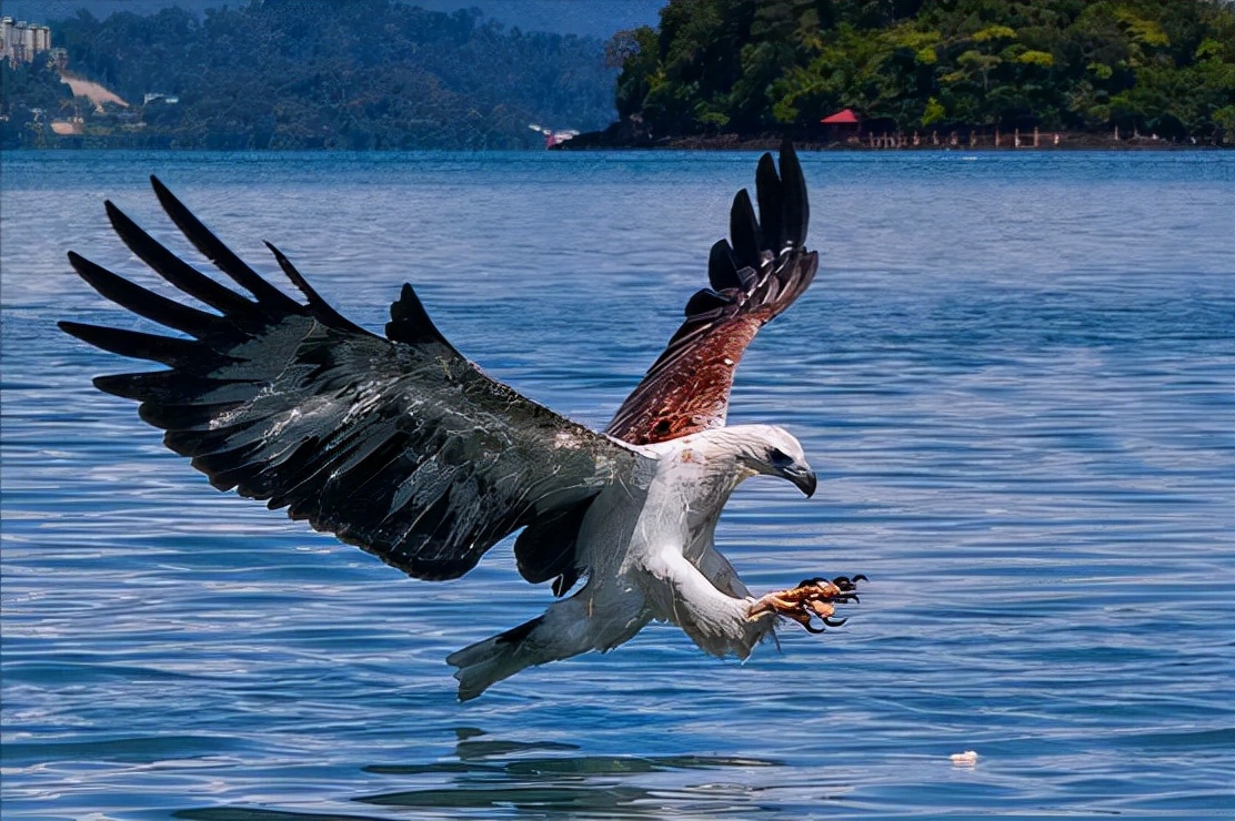 东江揽胜:收集常见鸟类图谱之猛禽篇,摄鸟人自留地,建议收藏