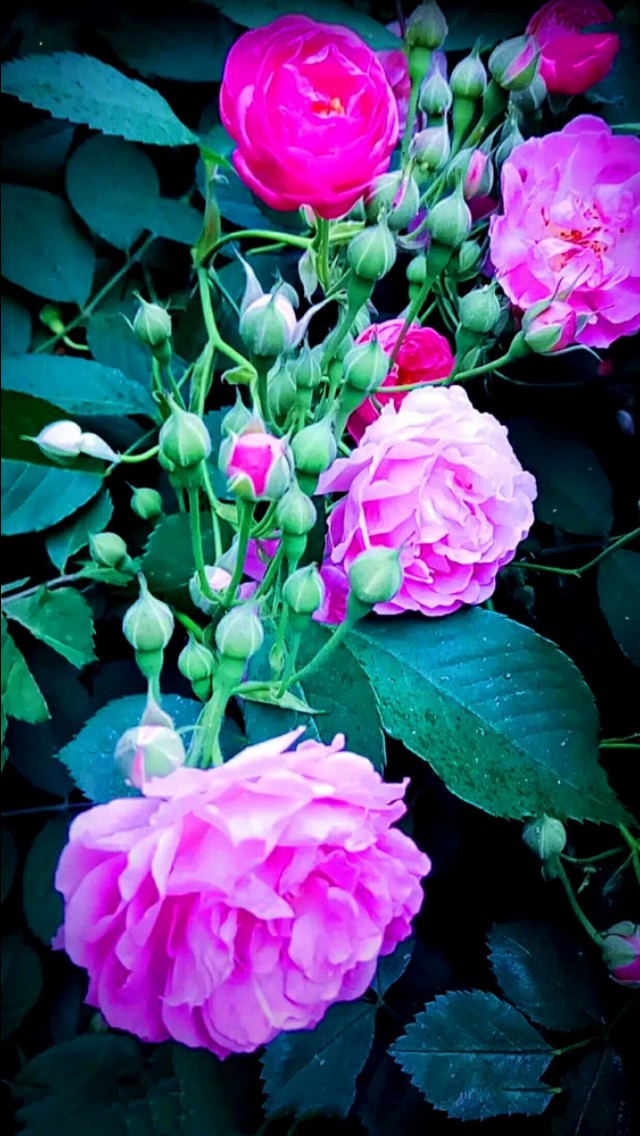 夏天美丽的花,漂亮的花儿开放时间