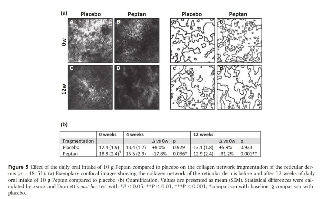 服用胶原蛋白到底有没有效？
