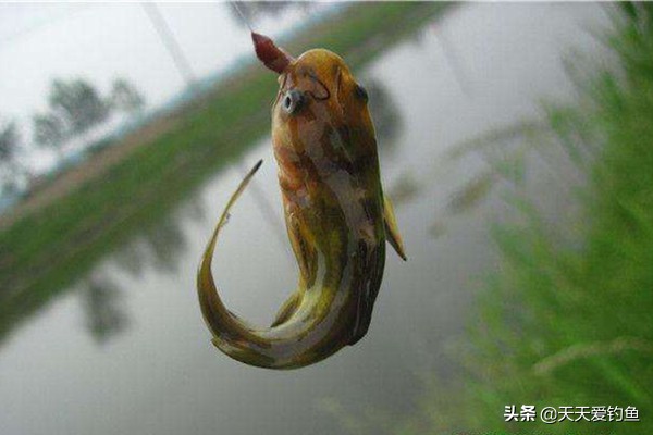 野钓怎样才能钓到更多鱼,常用这4大套路夏季不愁钓不到鱼