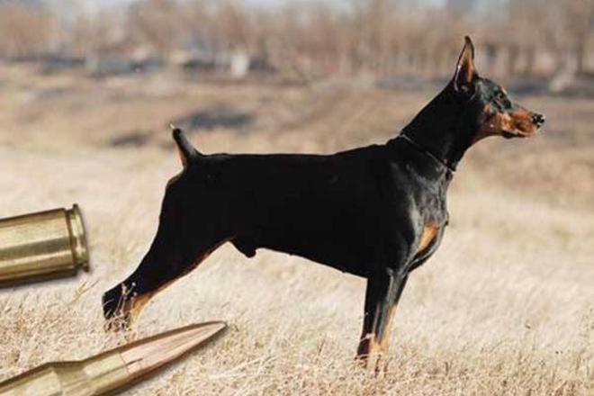 被狗追狗主人还骂人怎么报警,假如被狗狗追会怎么办呢