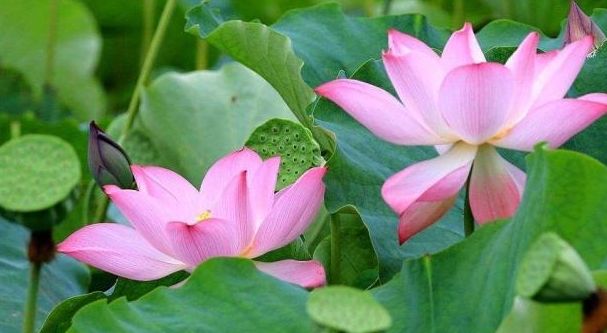 荷叶茶有滋阴的功效吗,荷叶茶的四季搭配及功效