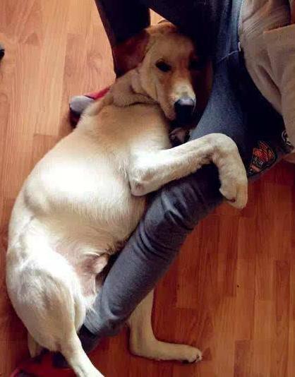 狗狗发出什么声音是求救信号,狗狗求救的8种信号铲屎官自查