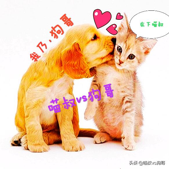 猫咪患上猫鼻支症状,猫咪眼睑炎的6大表现症状