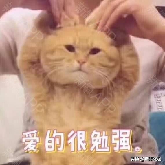 猫咪为什么要弄双眼皮,南京给猫割双眼皮