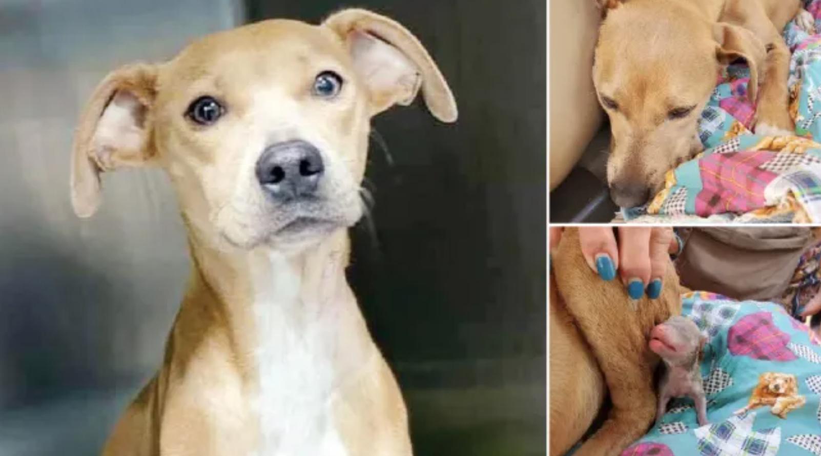 狗狗分娩伤口溃烂生虫，竟被美国女主人遗弃，所生10个幼崽全死了