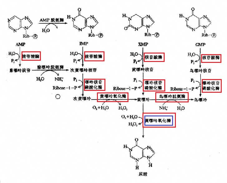 别嘌醇依然是痛风治疗中降尿酸的首选药