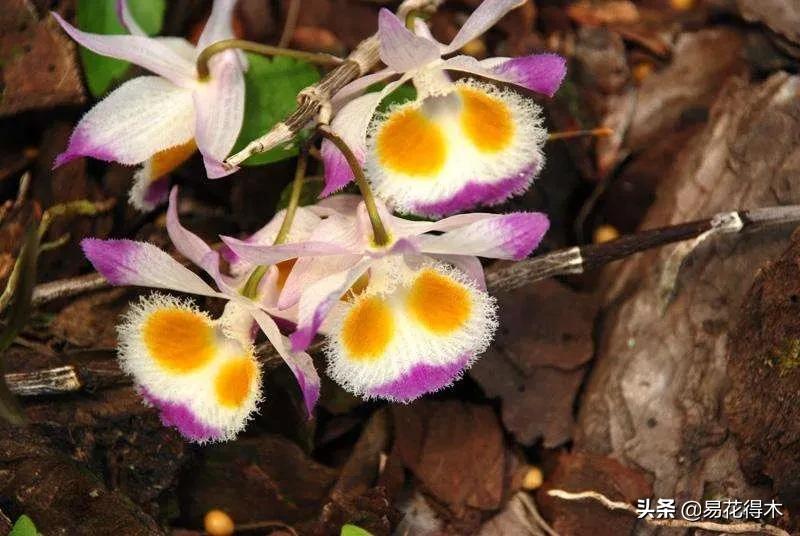 叠鞘石斛与铁皮石斛的区别,肿节石斛和大苞鞘石斛的不同