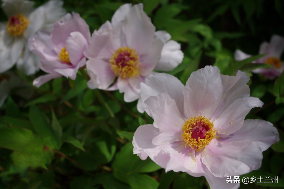 芍药花开的季节等你欣赏,芍药花开如诗如画