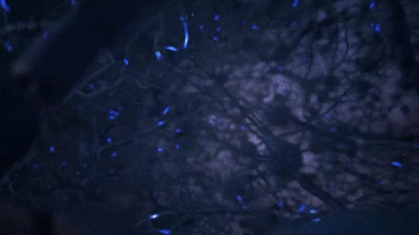 马斯克脑机接口新突破成功植入,脑后插管马斯克