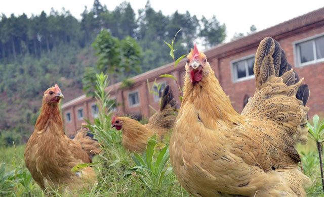 鸡生病怎么办养鸡技巧小视频,鸡常见三种疾病及防治方法