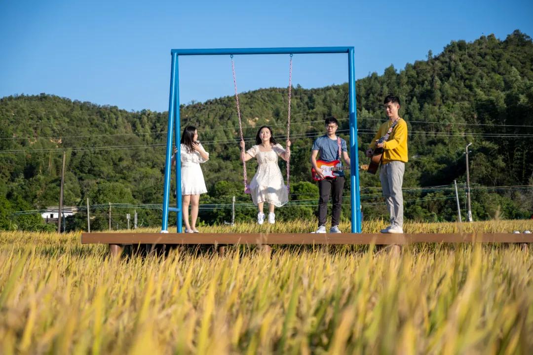 惠阳的稻田,惠阳稻田美景