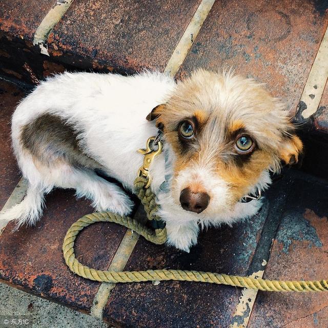 主人一说话狗狗就发抖,狗狗不停的抽搐点头