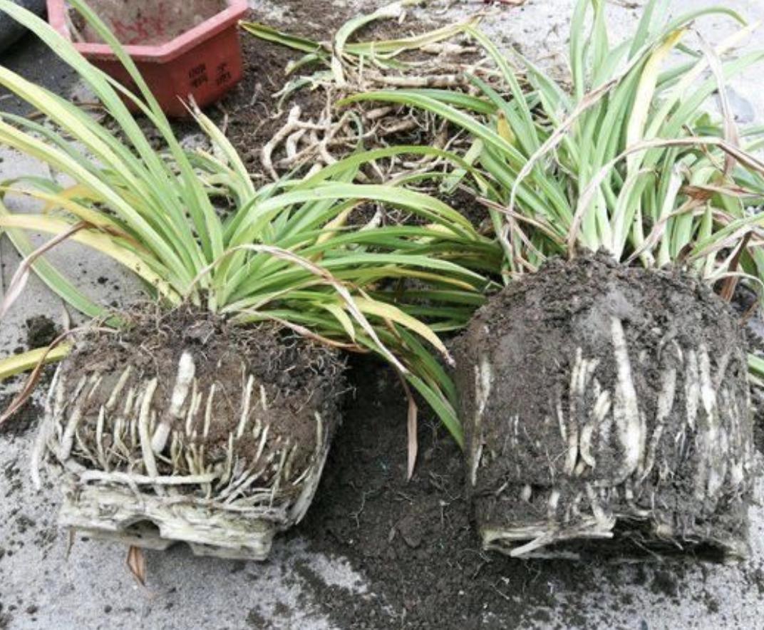 吊兰君子兰根怎么养,君子兰吊兰换盆方法