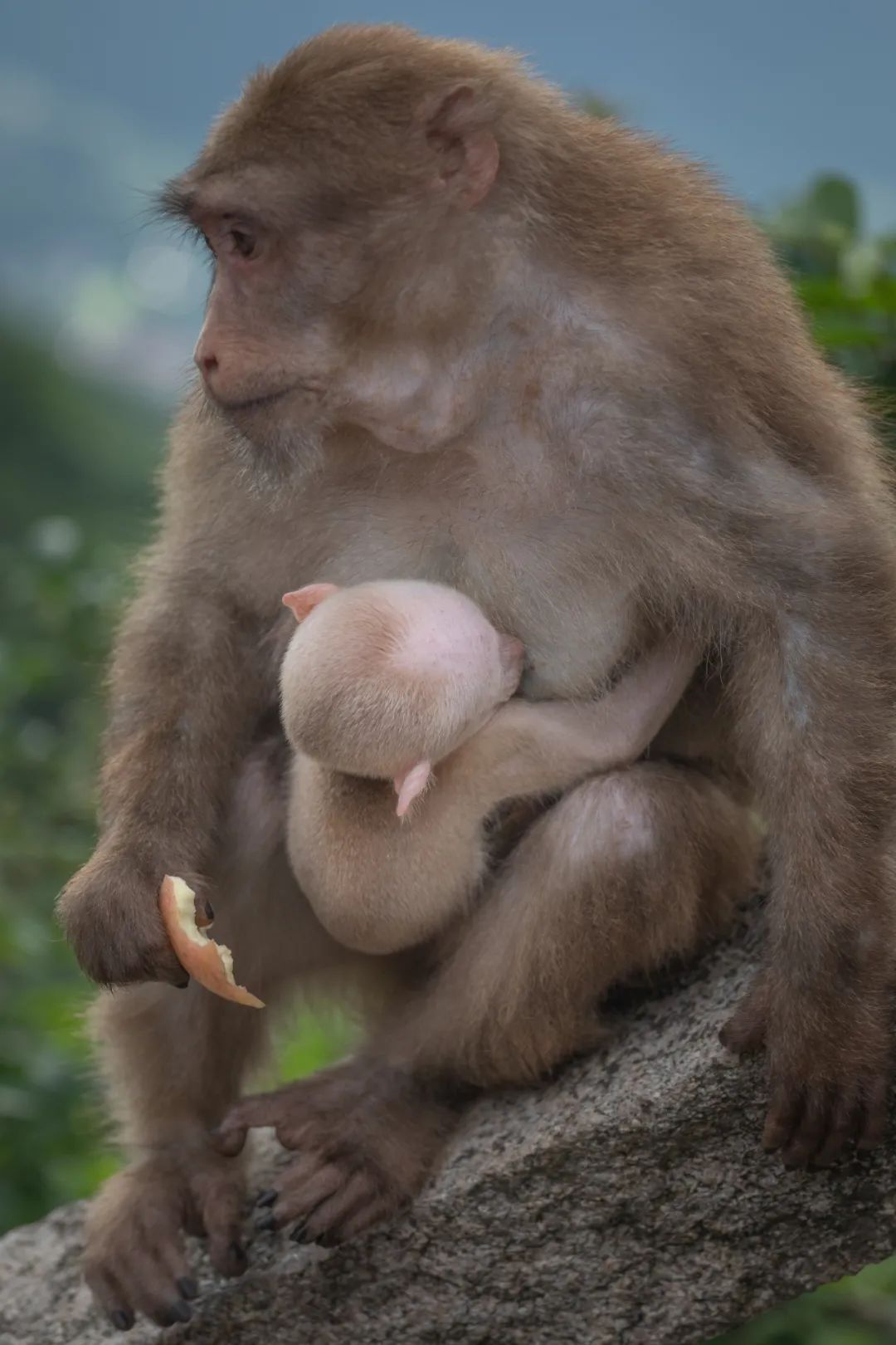 我国四大名山九华山,四大佛教名山哪个风景最美