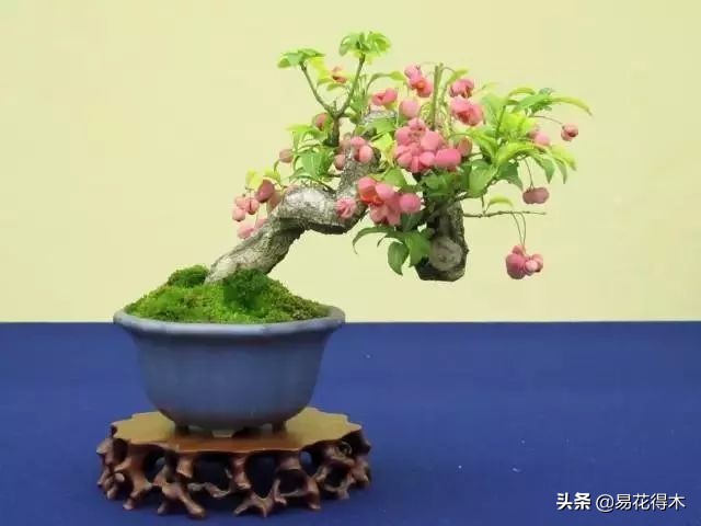 真果盆栽,结红色小果实的盆栽