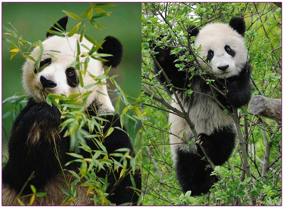 儿童创意美术快乐的大熊猫儿童画,儿童画大熊猫的画图片