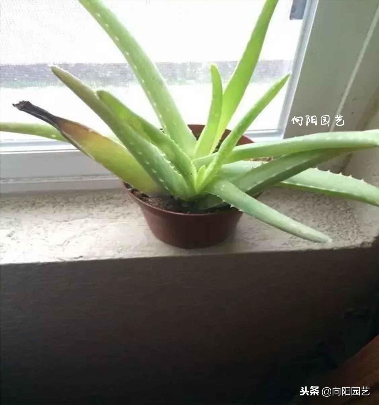 盆栽石榴树叶子发黄脱落怎么办,盆栽栀子花叶子发黄是什么原因