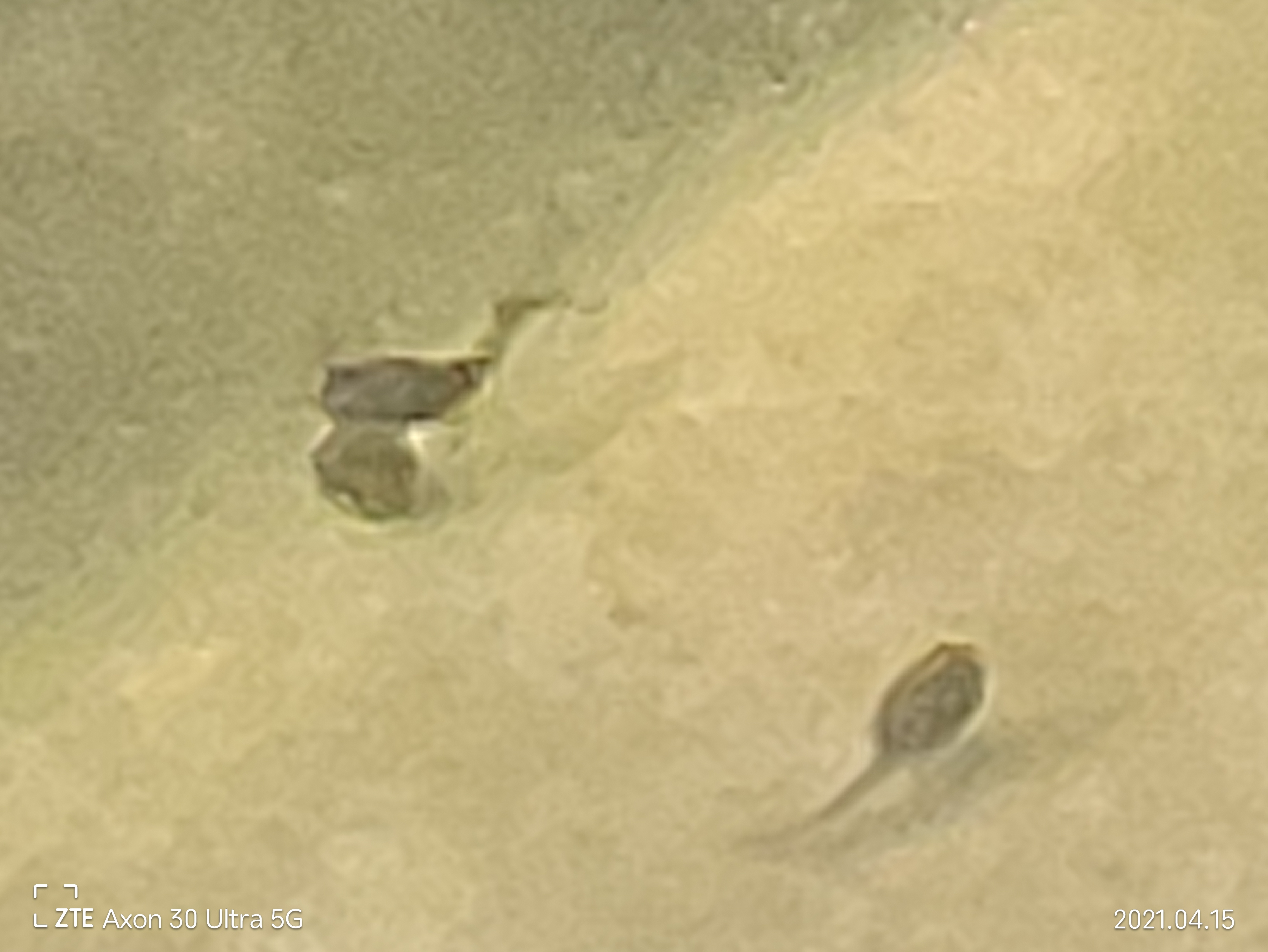 中兴axon30pro测评小白测评,中兴axon30ultra三千新机能入手吗