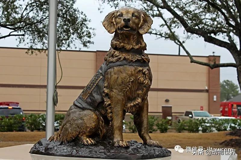 世界各国的著名动物,美国最著名的动物