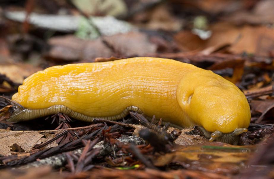 高校吉祥物盘点,高校吉祥物图鉴大全