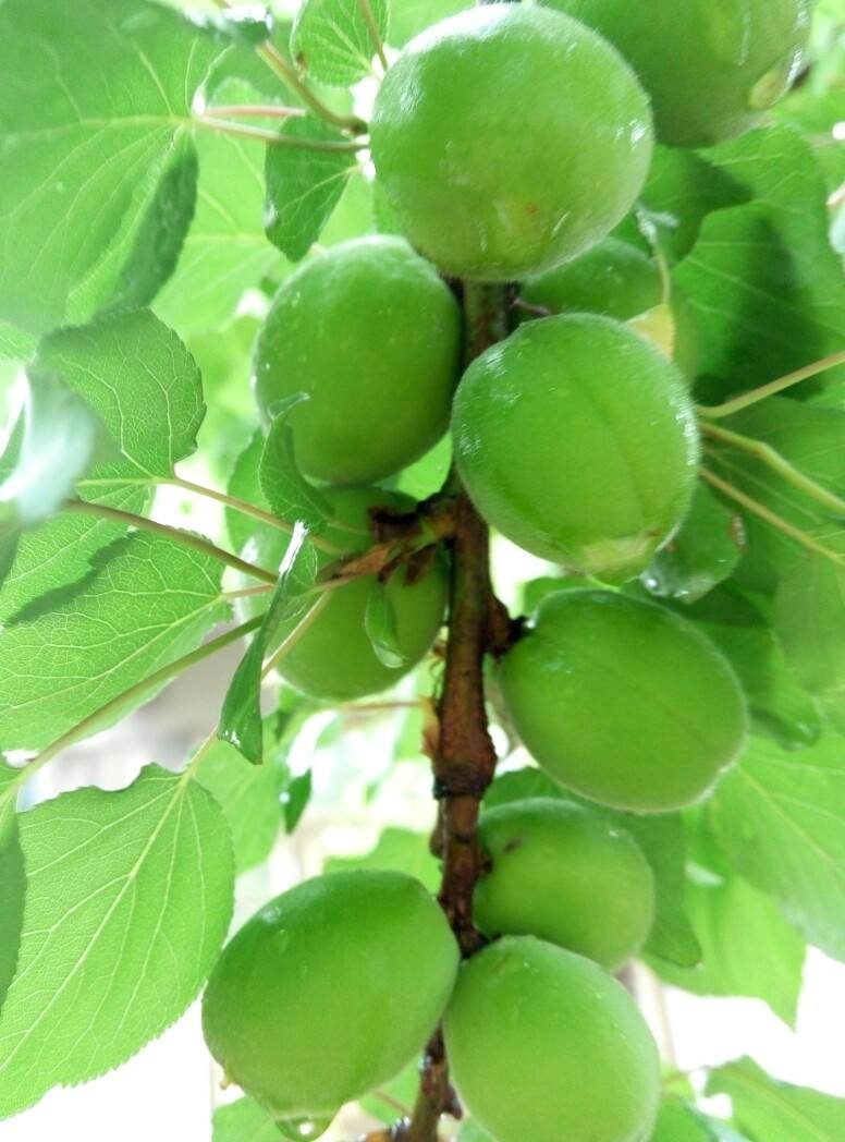 咏花开花落的古诗词,闲听花开花落整首诗