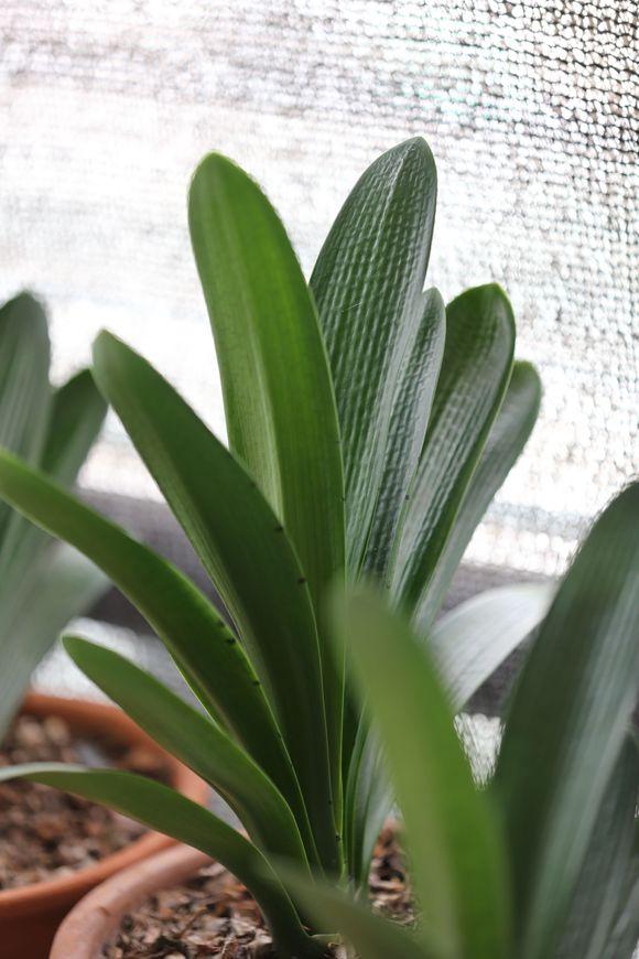 君子兰花盆里长黑色长毛,盆栽君子兰底下长小芽怎么回事