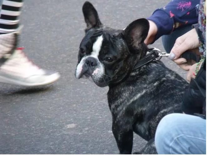宠物百科澳洲牧牛犬,蓝色法国斗牛犬优缺点