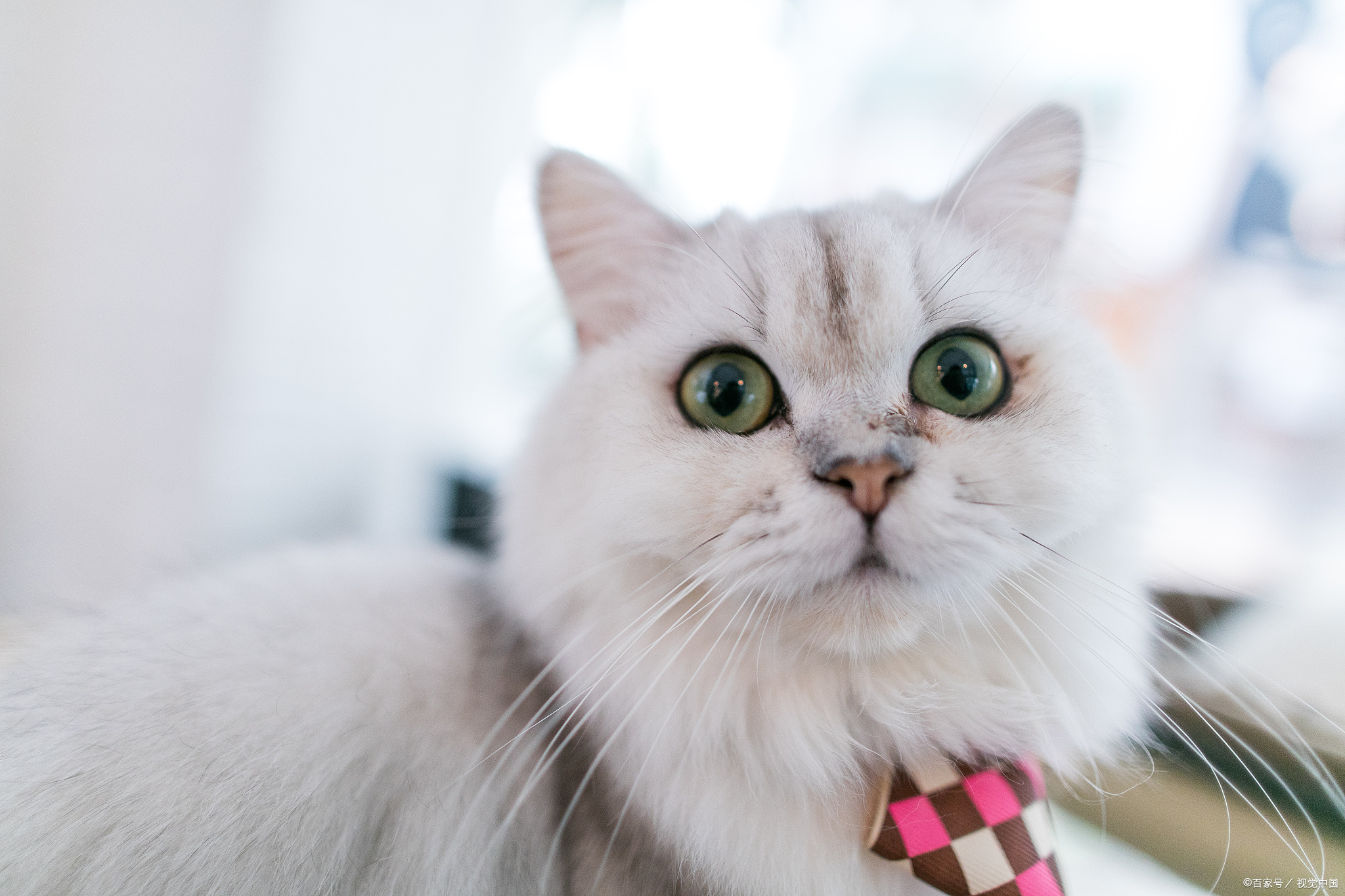 被自家猫抓伤咬伤需要打针吗,猫咪打了狂犬疫苗抓伤后要打针吗